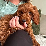 Penny joined the competition — help win amazing prizes! brown_fur, couch, cozy, curly_fur, cute, dog, furry_pet, hand, indoor, lap, nails, nibbling, paw_print_nail_art, person, pet, pillow, playing, puppy, relaxed, remote_control