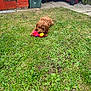 dog, toy, grass, garden, shed, bin, outdoor, pet, brown_dog, playful, lawn, colorful_toy, canine, yard, fence, grass_patch, animal, domestic, chewing, cute