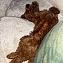 dog, brown, fluffy, lying_down, couch, pillows, blanket, relaxed, pet, indoor, cute, sleeping, fur, tail, paw, cozy, resting, home, animal, comfort
