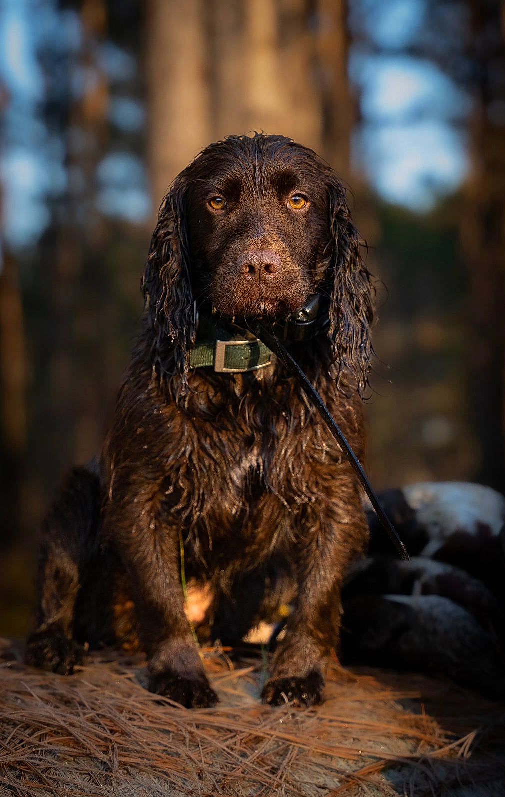 Harper is registered to the contest to win money with this photo: brown, canidae, carnivore, companion_dog, dog, dog_breed, fawn, fur, gun_dog, hunting_dog, liver, snout, soil, spaniel, sporting_group, terrestrial_animal, wood, working_animal