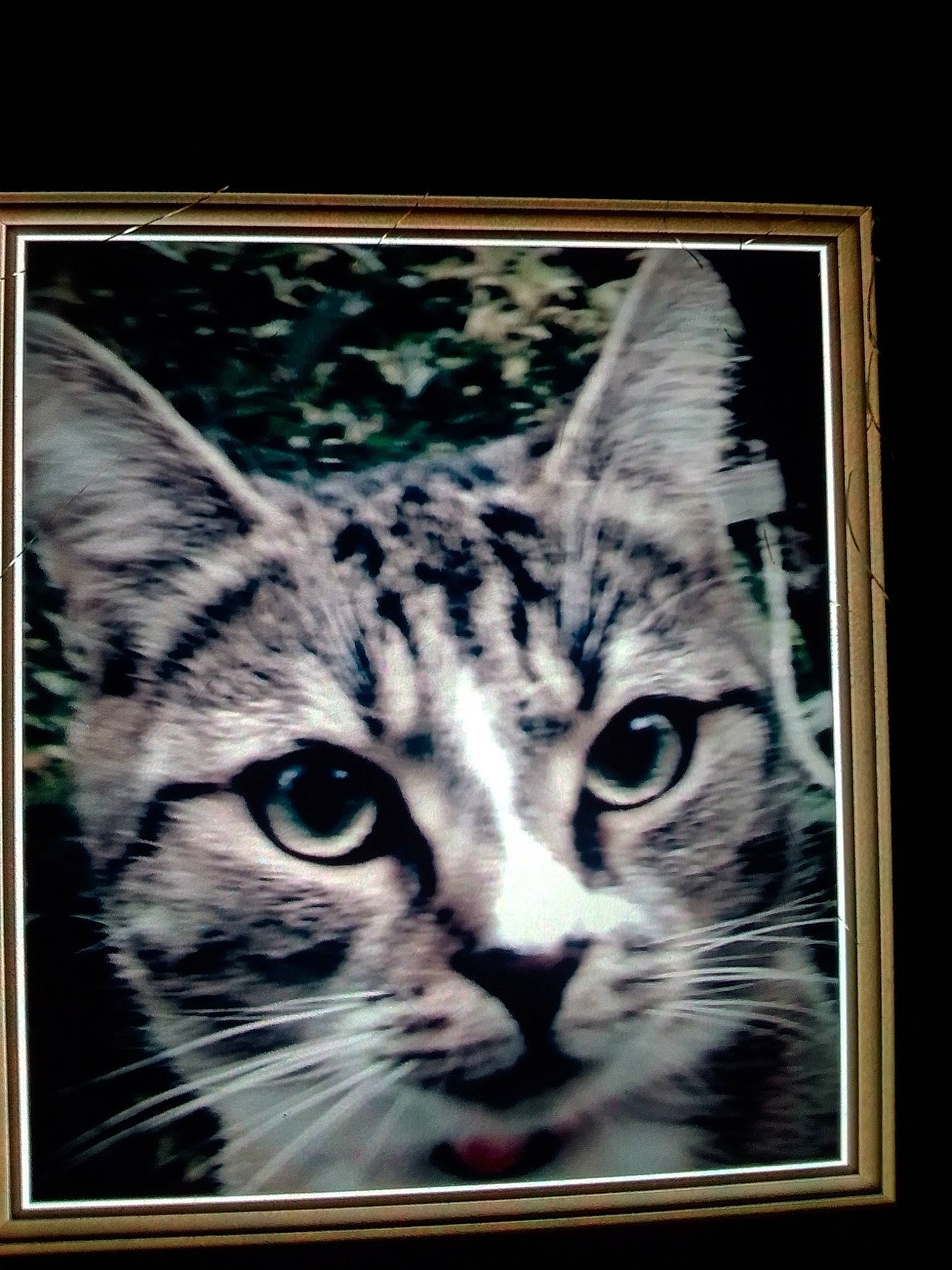 Bélla a rejoint le concours — aidez-le/la à gagner de superbes lots ! american_shorthair, american_wirehair, asian, bengal, california_spangled, carnivore, cat, domestic_short_haired_cat, dragon_li, european_shorthair, felidae, kitten, photo_caption, photography, picture_frame, small_to_medium_sized_cats, snout, tabby_cat, whiskers, wildlife