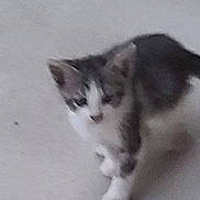 Ozzy is registered to the contest to win money with this photo: cat, animal, pet, walking, blurred, feline, indoor, gray, white, small, cute, fur, mammal, whiskers, ears, tail, floor, young, domestic, curious
