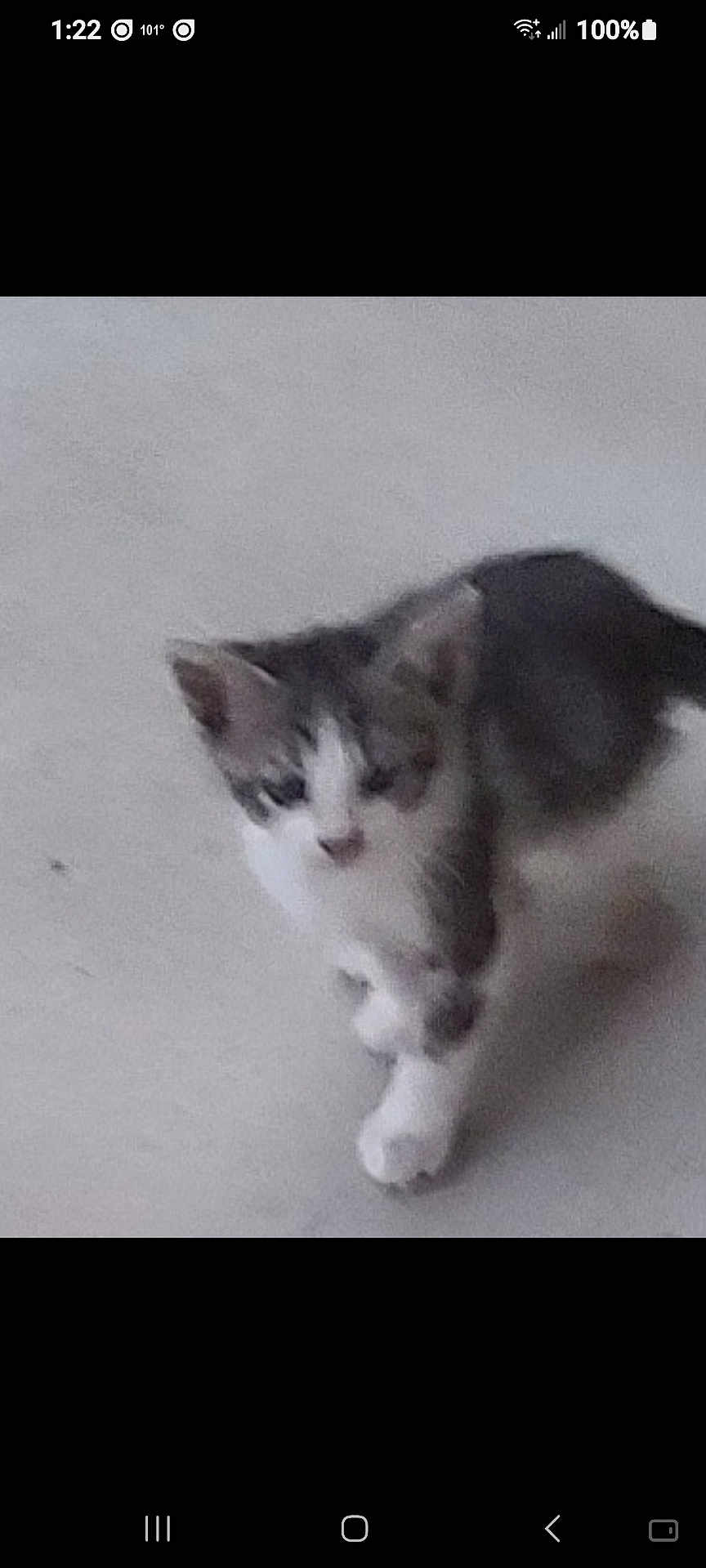 Ozzy is registered to the contest to win money with this photo: cat, animal, pet, walking, blurred, feline, indoor, gray, white, small, cute, fur, mammal, whiskers, ears, tail, floor, young, domestic, curious