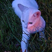 Snowflake joined the competition — help win amazing prizes! cat, white_cat, grass, outdoor, pet, feline, paw, ear, eye, stalking, twilight, sunset_light, nature, leaves, portrait, animal, whiskers, fur, closeup, meadow