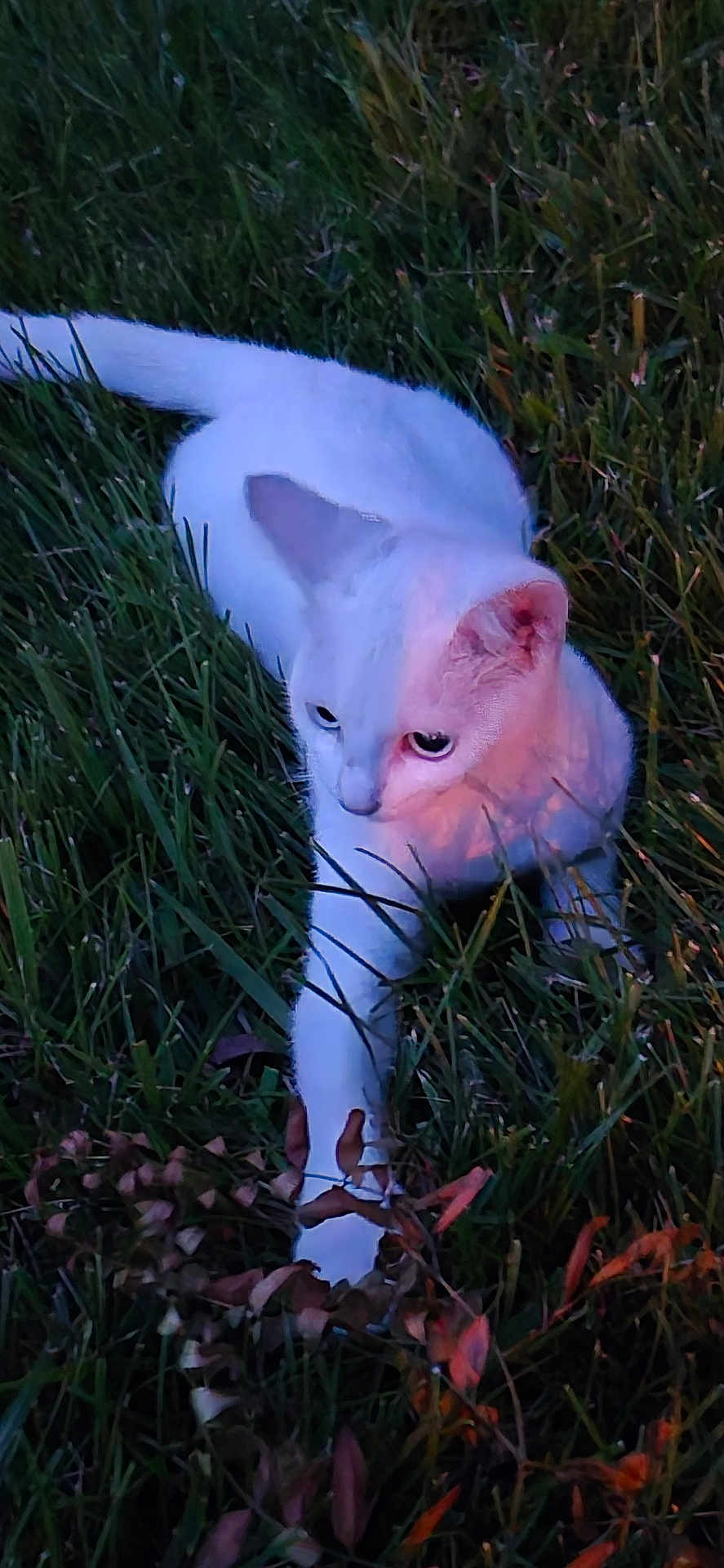 Snowflake joined the competition — help win amazing prizes! cat, white_cat, grass, outdoor, pet, feline, paw, ear, eye, stalking, twilight, sunset_light, nature, leaves, portrait, animal, whiskers, fur, closeup, meadow