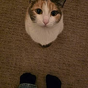Hermione is registered to the contest to win money with this photo: animal, brown_carpet, calico_cat, carpet, cat, close_up, companion, curious, cute, domestic_cat, feet, feline, floor, home, indoor, jeans, looking_up, pet, socks, texture