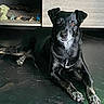 animal, black_dog, canine, decorations, direct_gaze, dog, figurines, floor, floppy_ears, front_view, gray_fur, home_interior, indoors, long_legs, lying_down, pet, portrait, shelving, white_chest, wooden_cabinet