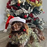 Rex participe au concours pour gagner de l'argent avec cette photo : dog, christmas_tree, santa_hat, tinsel, ornaments, red_baubles, gold_baubles, holiday, festive, decorations, brown_dog, wooden_floor, indoor, pet, christmas, celebration, relaxed, holiday_season, fur, christmas_decor