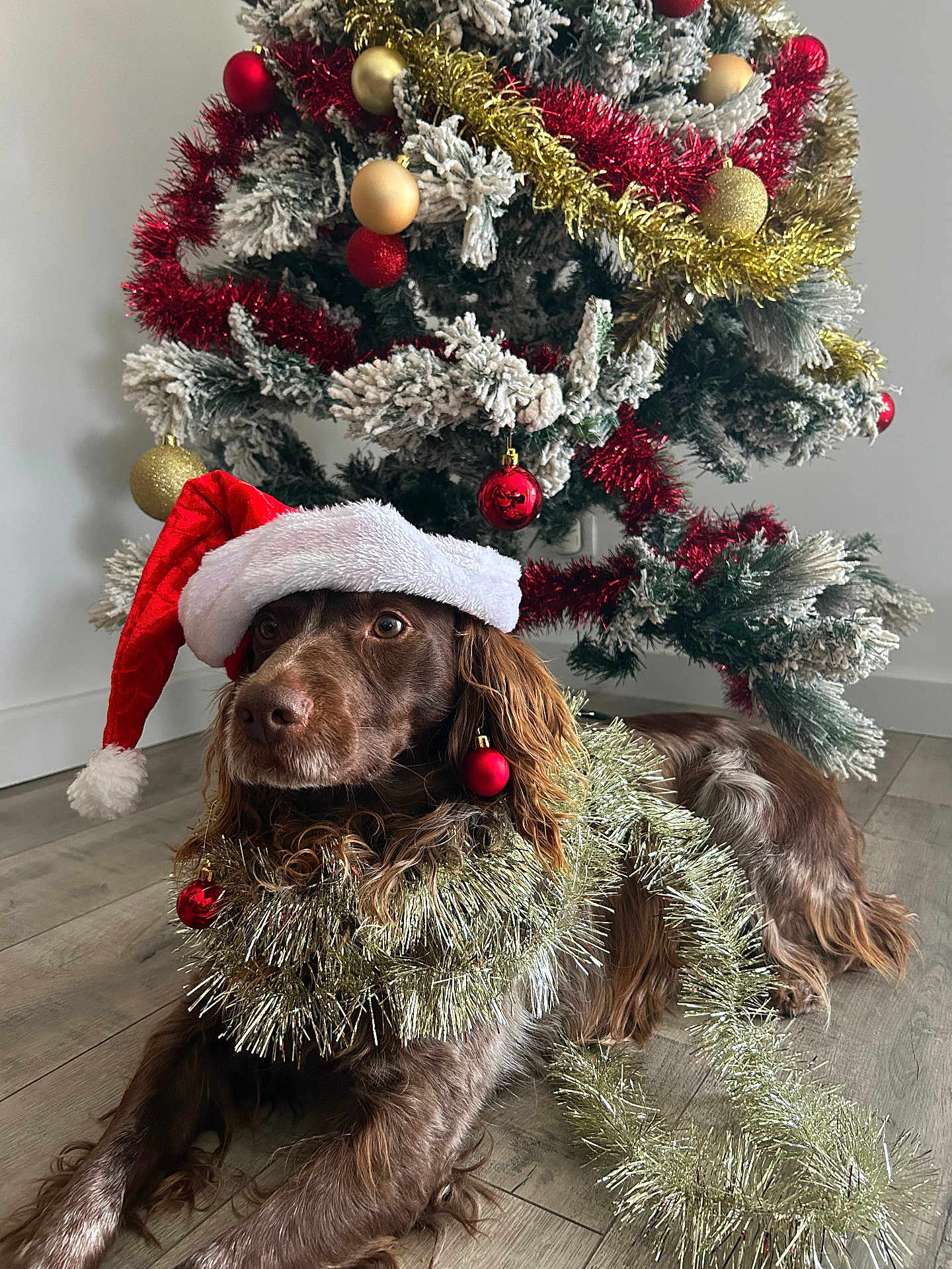 Rex participe au concours pour gagner de l'argent avec cette photo : dog, christmas_tree, santa_hat, tinsel, ornaments, red_baubles, gold_baubles, holiday, festive, decorations, brown_dog, wooden_floor, indoor, pet, christmas, celebration, relaxed, holiday_season, fur, christmas_decor