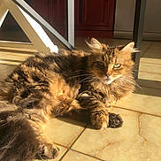 Sams participe au concours pour gagner de l'argent avec cette photo : cat, tabby, fluffy, sunlight, tile_floor, indoor, relaxed, pet, whiskers, ears, paw, tail, feline, shadow, kitchen, furniture, brown, orange, green_eyes, lying_down