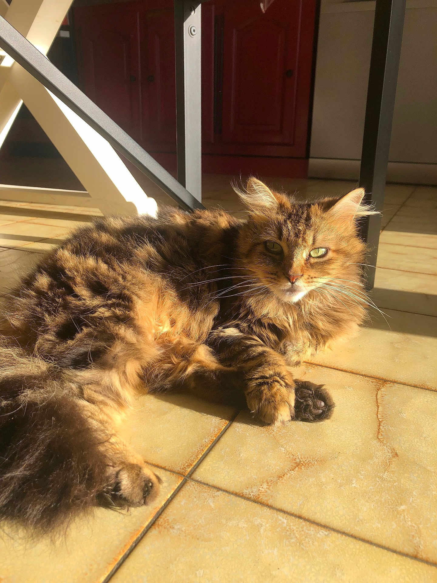 Sams participe au concours pour gagner de l'argent avec cette photo : cat, tabby, fluffy, sunlight, tile_floor, indoor, relaxed, pet, whiskers, ears, paw, tail, feline, shadow, kitchen, furniture, brown, orange, green_eyes, lying_down