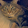 Khaleesi is registered to the contest to win money with this photo: animal, calm, cat, closeup, cozy, cute, domestic, feline, fur, green_eyes, indoor, laying, mammal, pet, portrait, relaxed, sleepy, soft, tabby, whiskers