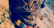 Khaleesi is registered to the contest to win money with this photo: animal, bedspread, cat, colorful, cozy, curious, cute, domestic, ears, feline, floral_pattern, indoor, knitted_toy, paws, pet, relaxed, sparkles, tabby, toy, whiskers
