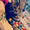 Khaleesi is registered to the contest to win money with this photo: cat, tabby, pet, animal, indoor, bedspread, floral_pattern, toy, knitted_toy, colorful, cozy, relaxed, whiskers, ears, paws, feline, cute, domestic, sparkles, curious