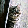 cat, tabby, fluffy, indoor, curtain, window, green_eyes, feline, pet, domestic_animal, whiskers, soft_light, closeup, portrait, animal, fur, mammal, looking, nature_outside, cozy