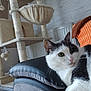 Mascotte a rejoint le concours — aidez-le/la à gagner de superbes lots ! animal, black_and_white, cat, cat_tree, couch, cozy, domestic, feline, fur, furniture, green_eyes, home, indoor, orange_cushion, pet, pillow, play, relaxed, resting, whiskers