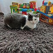 Mascotte participe au concours pour gagner de l'argent avec cette photo : black_and_white, cat, children_toys, colorful, curtain, cute, domestic_animal, floor, fluffy_rug, fur, gray_rug, green_eyes, indoor, loafing, pet, playful, relaxed, soft_texture, toy_boat, toy_car