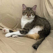 Gabby joined the competition — help win amazing prizes! cat, tabby, white_paws, sitting, couch, beige, animal, pet, feline, relaxed, indoor, fur, whiskers, ears, tail, cute, domestic, mammal, portrait, resting