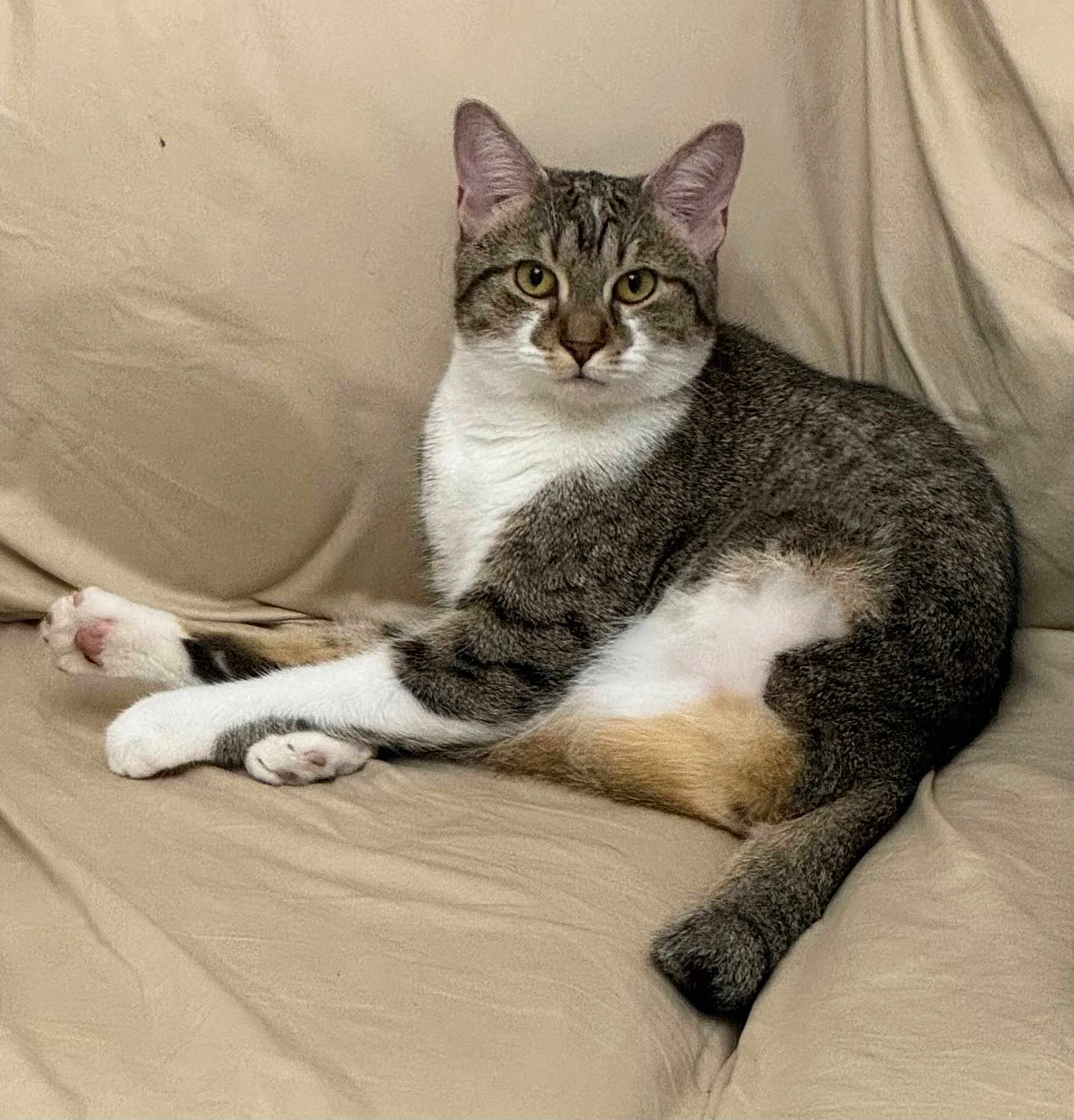 Gabby joined the competition — help win amazing prizes! cat, tabby, white_paws, sitting, couch, beige, animal, pet, feline, relaxed, indoor, fur, whiskers, ears, tail, cute, domestic, mammal, portrait, resting