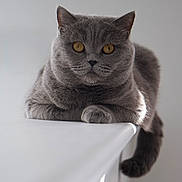 Luna joined the competition — help win amazing prizes! cat, gray_cat, british_shorthair, feline, pet, portrait, closeup, amber_eyes, whiskers, soft_light, indoor, minimalist, fur, paws, tail, table, edge, relaxed, sitting, calm