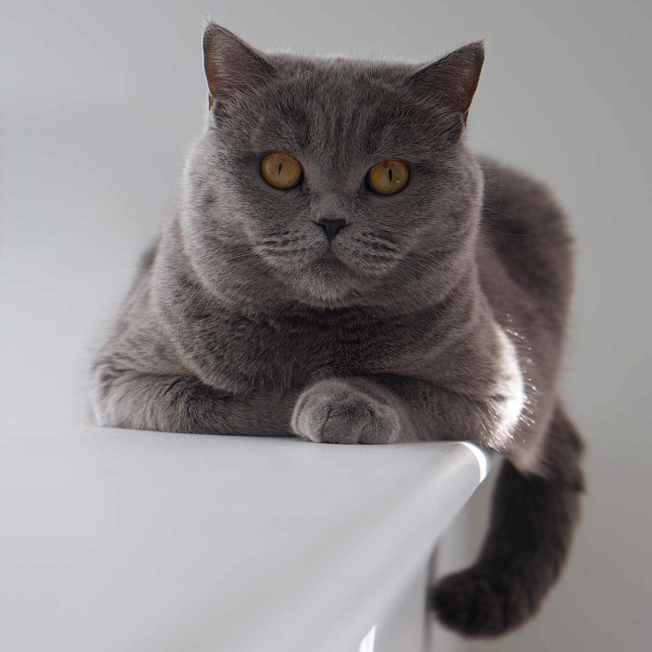 Luna joined the competition — help win amazing prizes! amber_eyes, british_shorthair, calm, cat, closeup, edge, feline, fur, gray_cat, indoor, minimalist, paws, pet, portrait, relaxed, sitting, soft_light, table, tail, whiskers