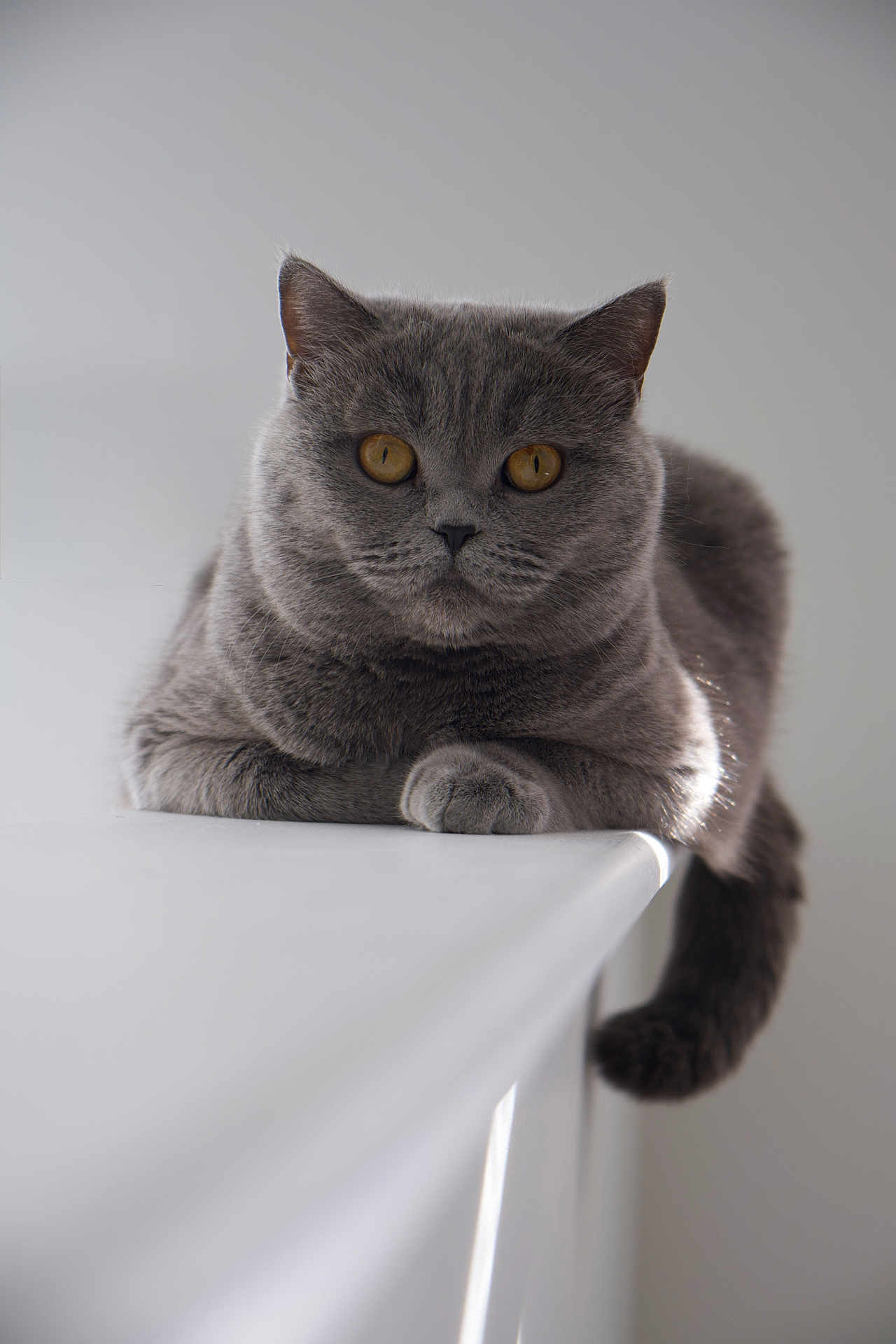 Luna joined the competition — help win amazing prizes! cat, gray_cat, british_shorthair, feline, pet, portrait, closeup, amber_eyes, whiskers, soft_light, indoor, minimalist, fur, paws, tail, table, edge, relaxed, sitting, calm