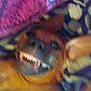 Princess is registered to the contest to win money with this photo: dog, teeth, blurry, close_up, purple_blanket, lying_down, smiling, pet, canine, indoor, fabric, face, fur, animal, cute, playful, resting, snout, tongue, ears