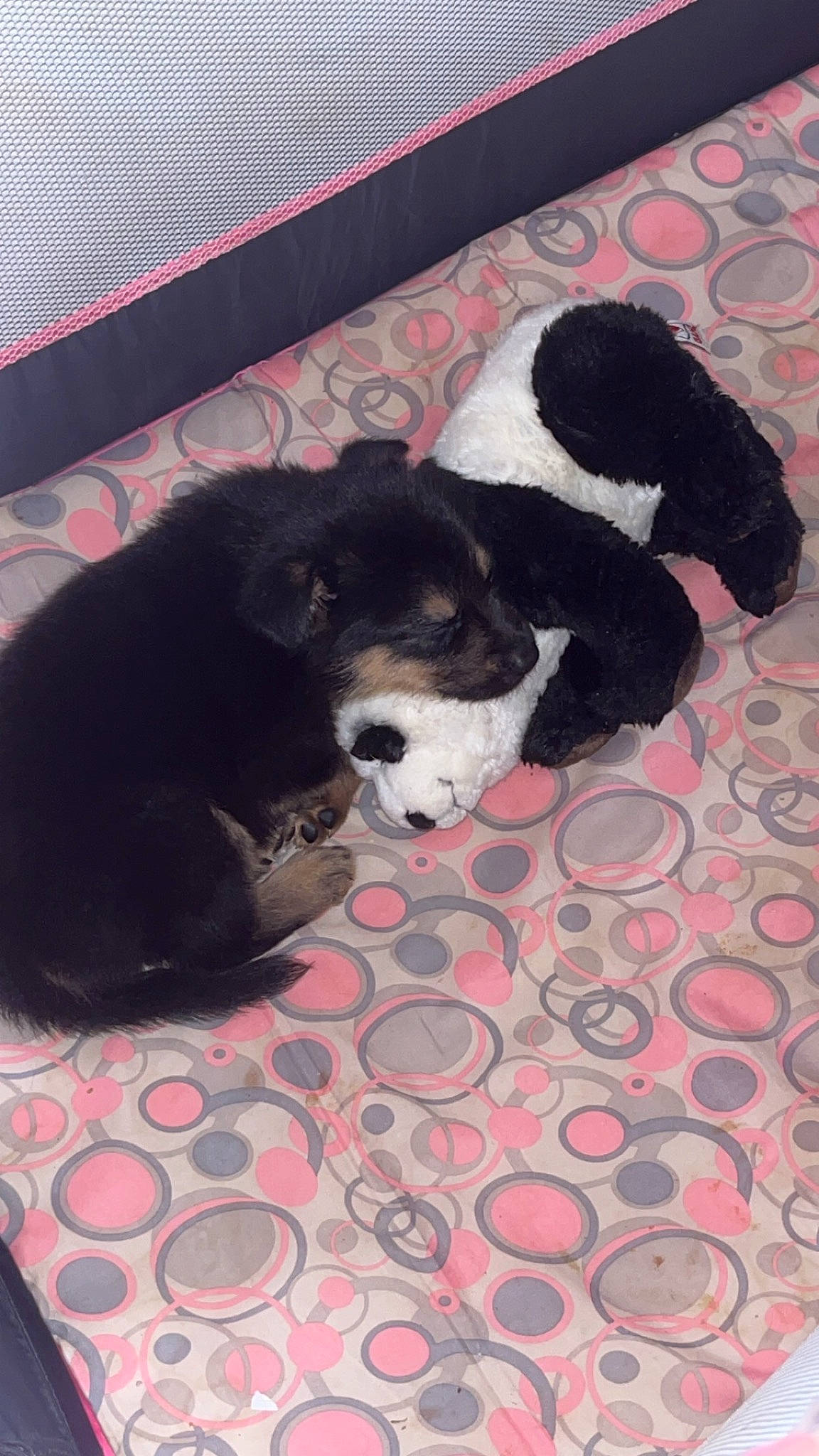 Rambo is registered to the contest to win money with this photo: ball, canidae, carmine, carnivore, companion_dog, dog, dog_breed, dog_supply, floor, flooring, fur, non_sporting_group, pattern, pet_supply, snout, sporting_group, tail, terrestrial_animal, toy, working_animal