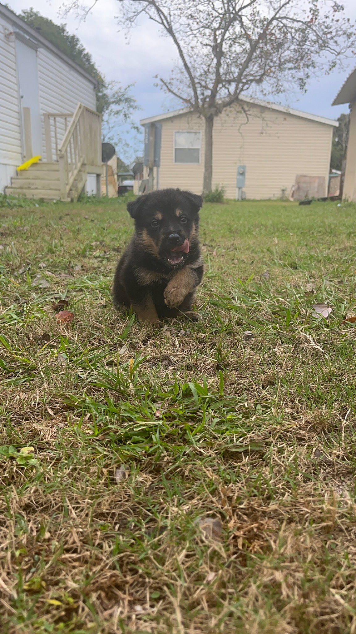 Rambo is registered to the contest to win money with this photo: building, carnivore, companion_dog, dog, dog_breed, fawn, grass, grassland, gun_dog, house, pasture, plant, shrub, sky, snout, soil, tail, tree, window, working_animal