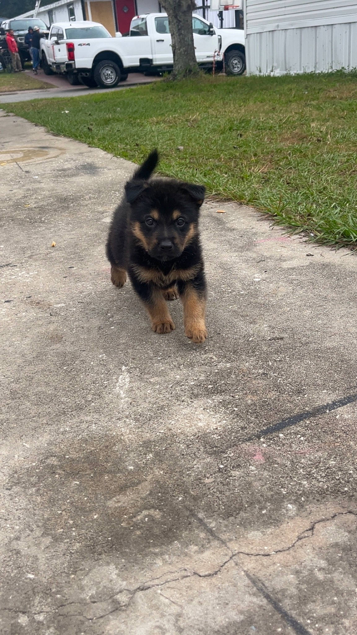 Rambo is registered to the contest to win money with this photo: asphalt, automotive_tire, canidae, carnivore, companion_dog, dog, dog_breed, fender, german_shepherd_dog, grass, herding_dog, old_german_shepherd_dog, road, road_surface, sidewalk, tail, tire, tree, vehicle, wheel