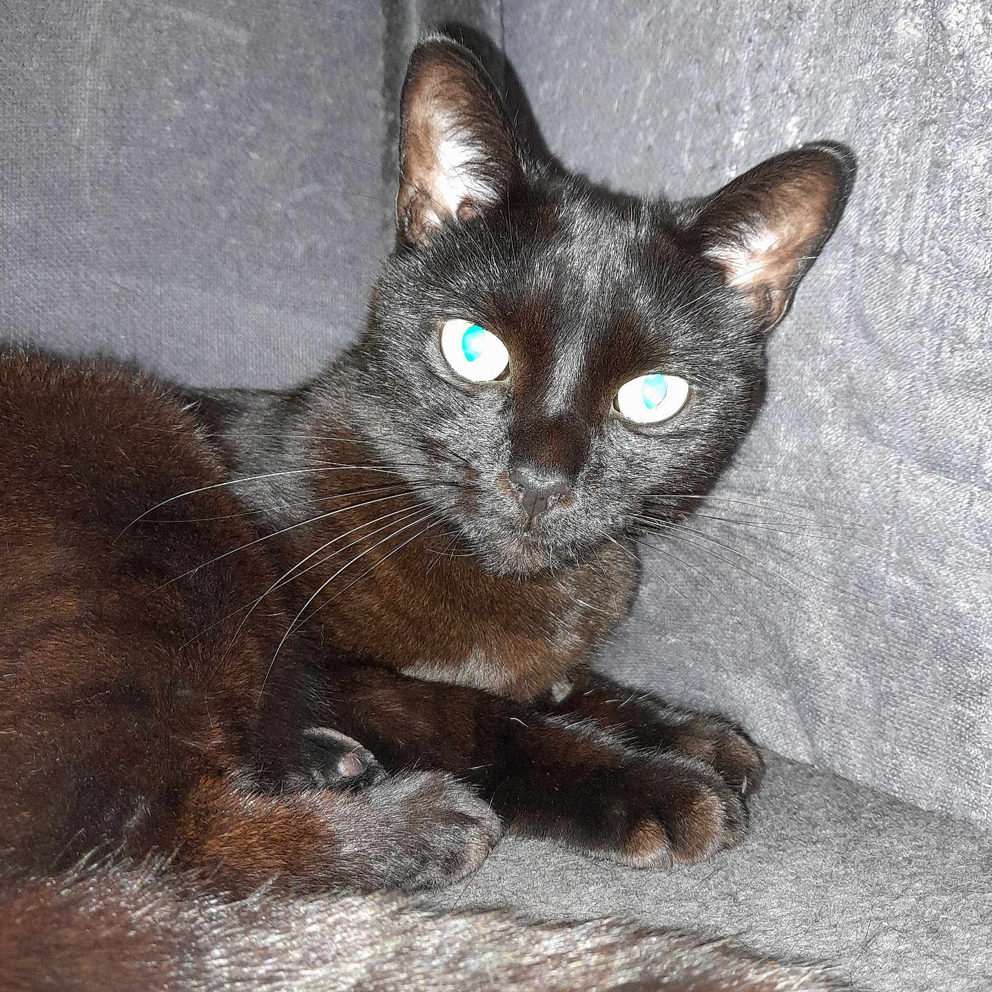 Michonne