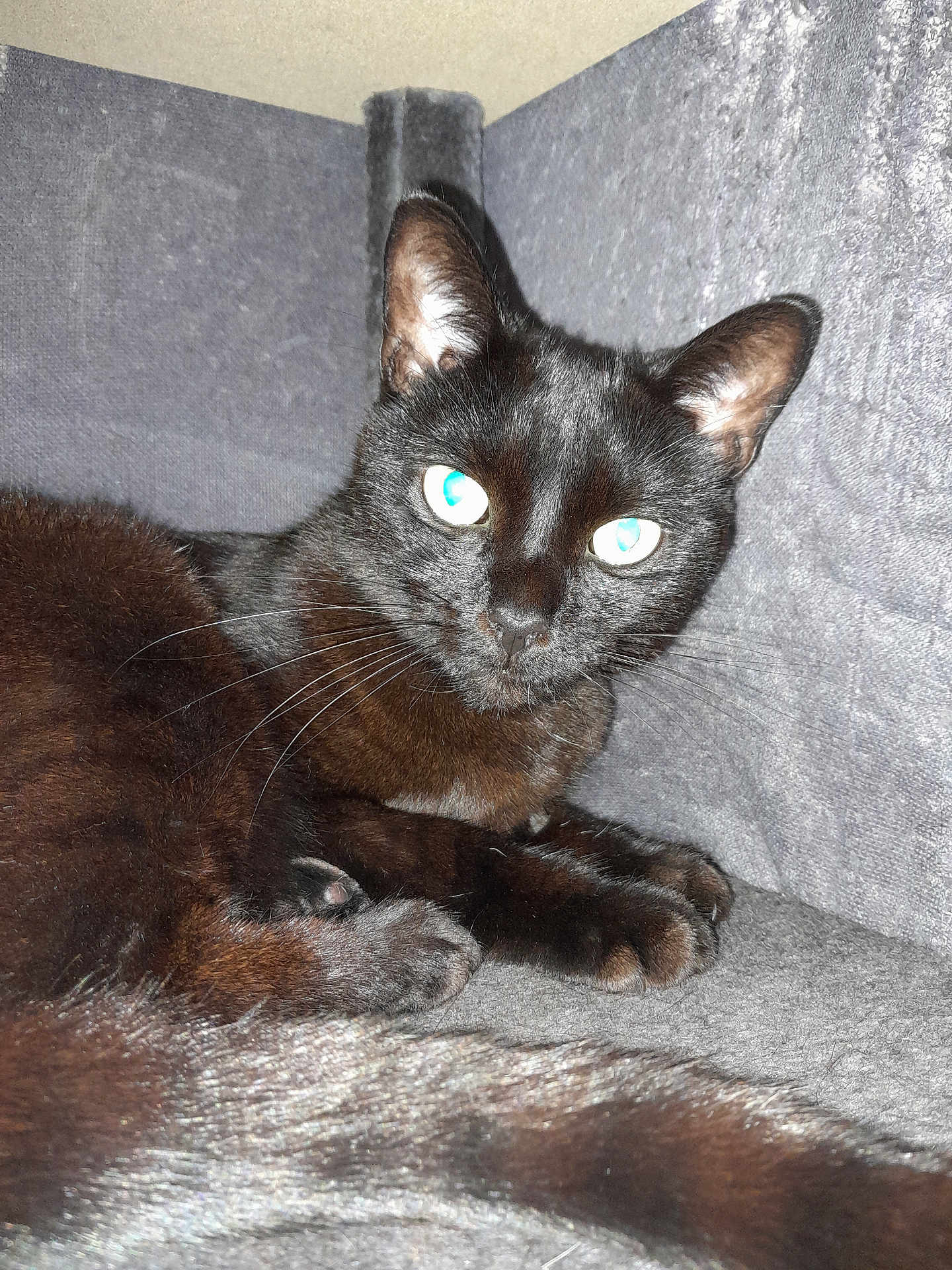 Michonne
