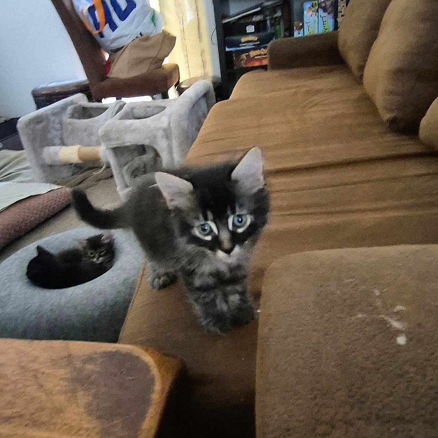 Kida