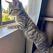 Coco is registered to the contest to win money with this photo: kitten, cat, tabby, window, windowsill, curious, indoor, furniture, paw, fur, pet, animal, young, standing, side_view, natural_light, domestic, cute, small, soft