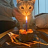 cat, candle, cake, plate, table, person, hand, indoor, curious, orange_light, celebration, birthday, pet, animal, brown_fur, close_up, food, warm_light, wooden_table, cozy