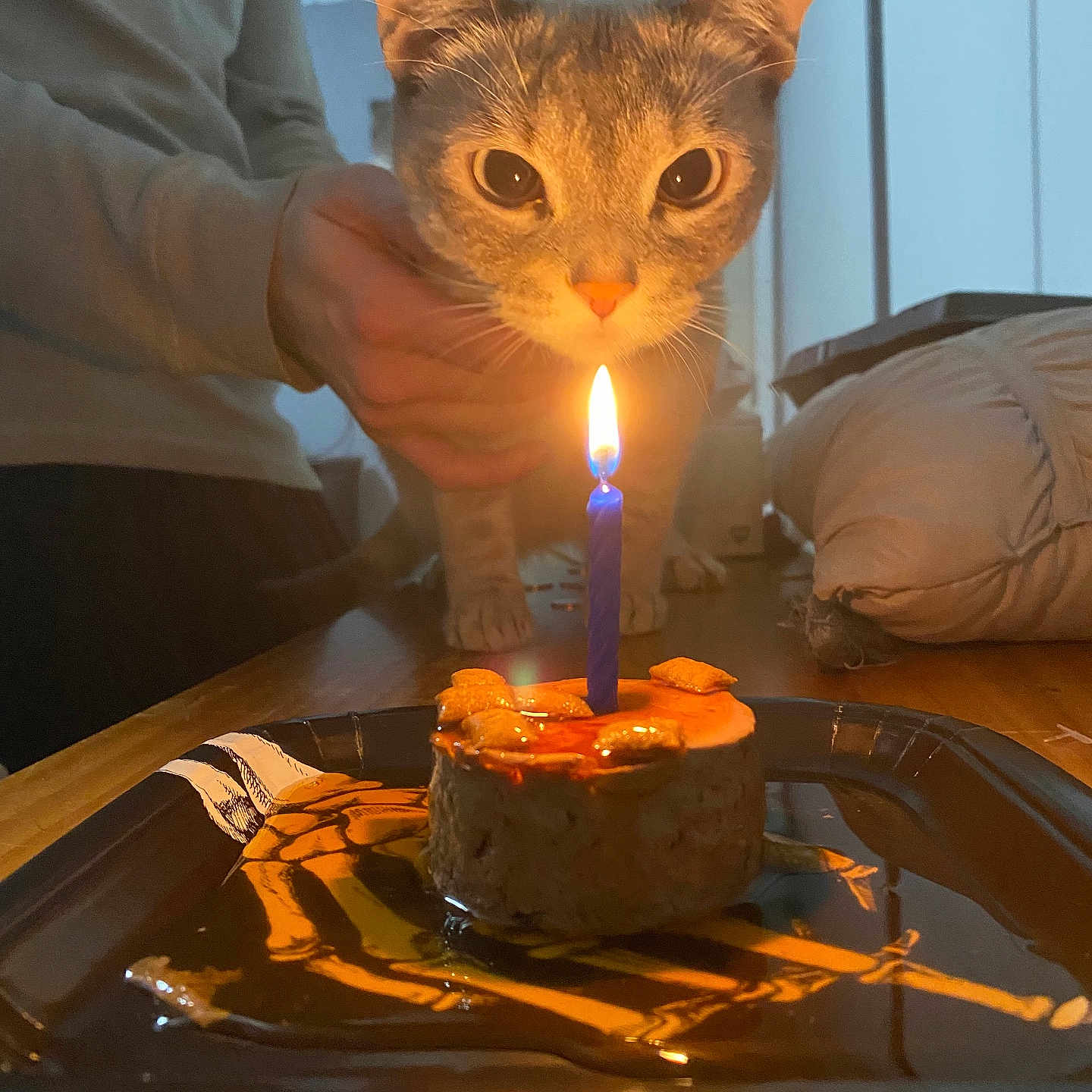 Athena Finch is registered to the contest to win money with this photo: cat, candle, cake, plate, table, person, hand, indoor, curious, orange_light, celebration, birthday, pet, animal, brown_fur, close_up, food, warm_light, wooden_table, cozy