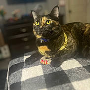 Koda Bear is registered to the contest to win money with this photo: cat, tortoiseshell_cat, pet, indoor, blanket, checkered_pattern, gold_chain, ring, jewelry, feline, animal, cute, resting, yellow_eyes, collar, domestic_cat, fur, whiskers, closeup, portrait