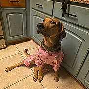 Ashrah Finch is registered to the contest to win money with this photo: dog, pet, pink_clothing, halloween_theme, kitchen, tile_floor, cabinet, countertop, brown_dog, sitting, looking_up, indoors, paw, tail, casual, cute, animal, domestic, canine, relaxed