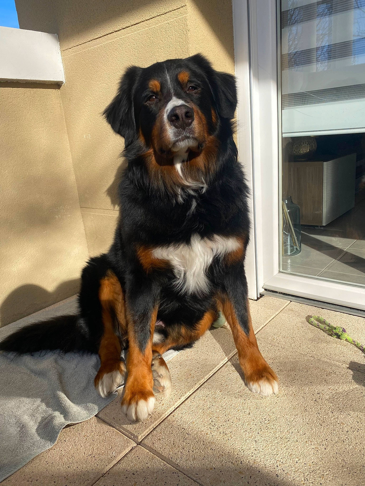 Oslo a rejoint le concours — aidez-le/la à gagner de superbes lots ! automotive_tire, canidae, carnivore, companion_dog, dog, dog_breed, fur, gas, guard_dog, hunting_dog, snout, sporting_group, working_animal, working_dog