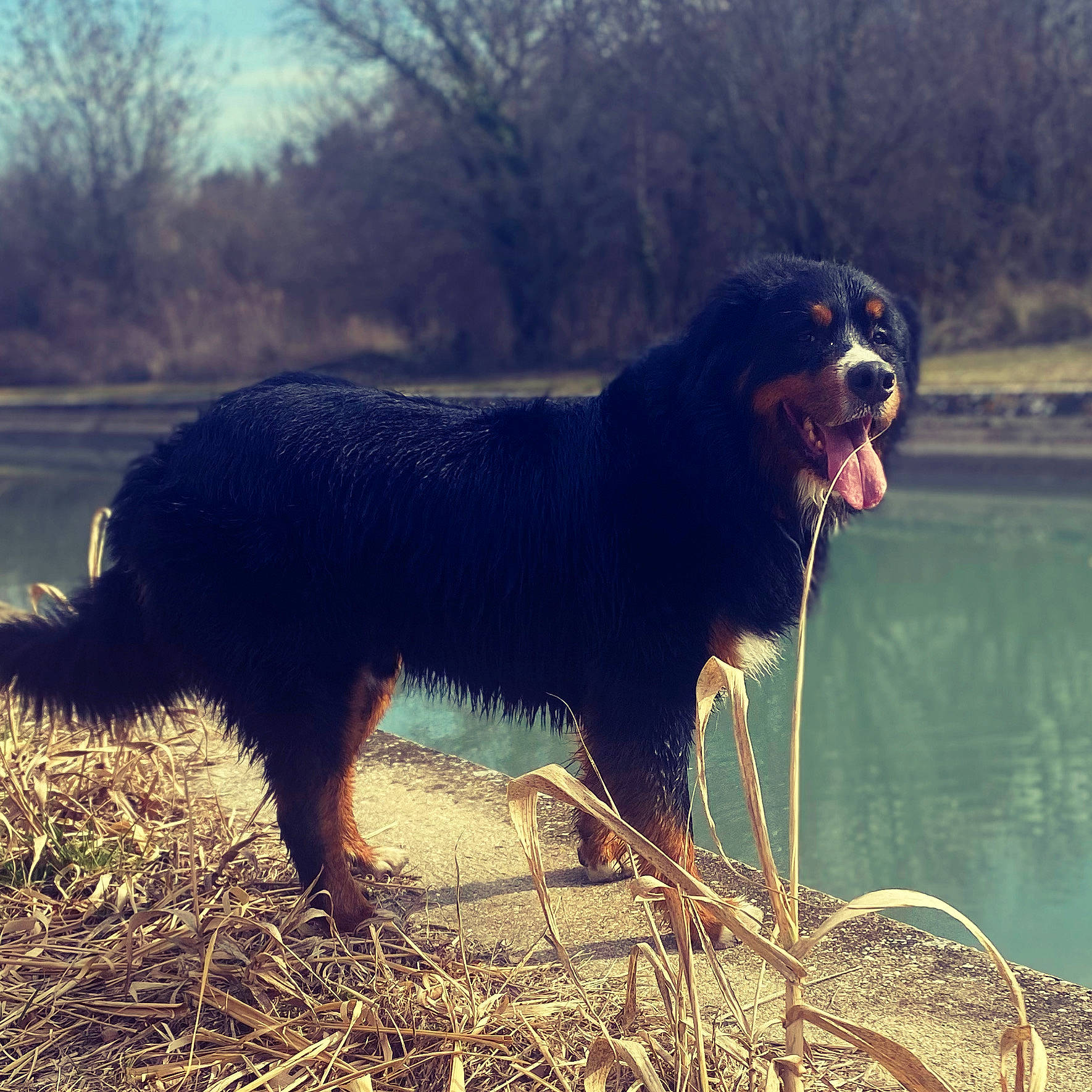 Oslo a rejoint le concours — aidez-le/la à gagner de superbes lots ! canidae, carnivore, companion_dog, dog, dog_breed, gaddi_kutta, grass, guard_dog, gun_dog, happy, hunting_dog, lake, sporting_group, terrestrial_animal, tints_and_shades, tree, water, working_animal, working_dog