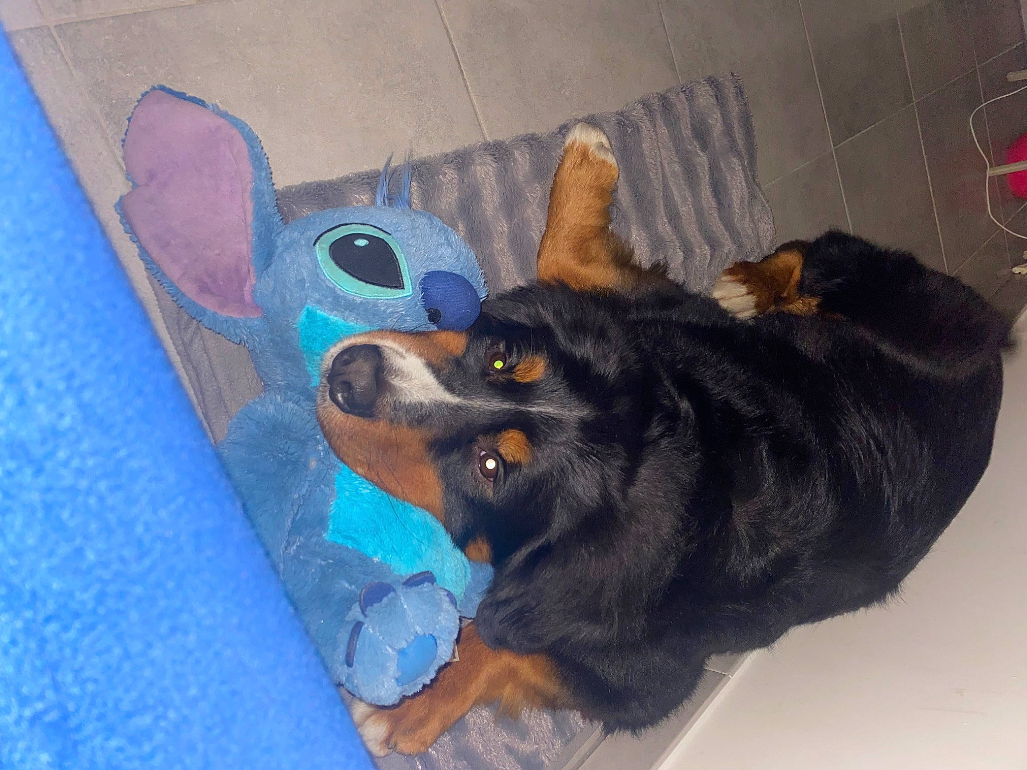 Oslo a rejoint le concours — aidez-le/la à gagner de superbes lots ! canidae, carnivore, comfort, companion_dog, dog, dog_breed, dog_supply, fawn, flooring, fur, guard_dog, paw, pet_supply, pinscher, snout, sporting_group, tail, toy_dog, working_animal, working_dog