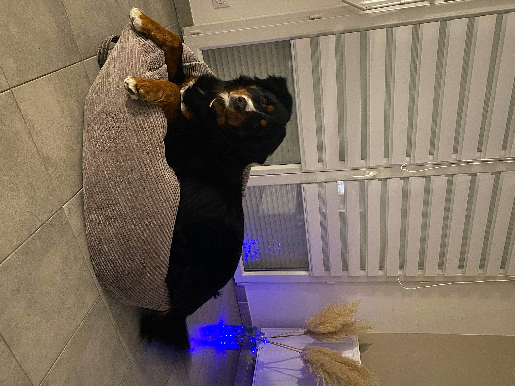 Oslo a rejoint le concours — aidez-le/la à gagner de superbes lots ! animal_shelter, cage, canidae, carnivore, ceiling, dog_breed, fawn, felidae, flooring, fur, guard_dog, metal, pet_supply, room, shadow, small_to_medium_sized_cats, snout, sporting_group, tail, wood