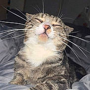 Snooze is registered to the contest to win money with this photo: cat, tabby, pet, animal, whiskers, sleepy, relaxed, closeup, indoor, bed, blanket, fur, paw, cute, mammal, domestic, cozy, resting, face, nose