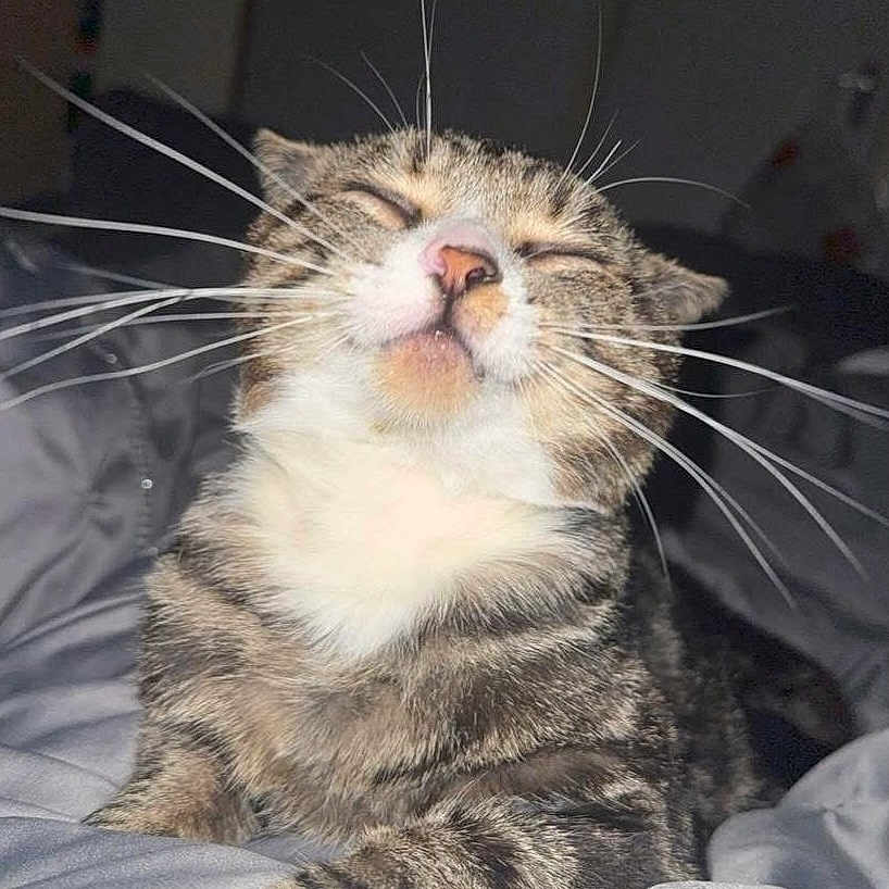 Snooze
