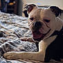 Lynden is registered to the contest to win money with this photo: dog, bulldog, pet, bed, blanket, indoor, animal, canine, lying_down, white, black, ears, tongue, fur, closeup, comfortable, resting, cute, portrait, domestic