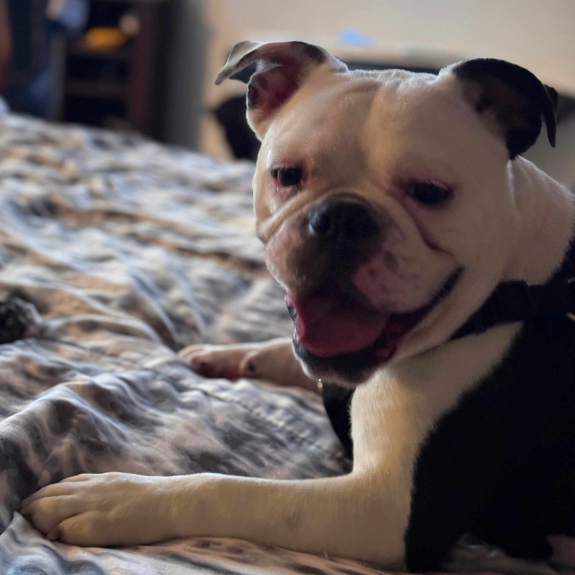 Lynden is registered to the contest to win money with this photo: animal, bed, black, blanket, bulldog, canine, closeup, comfortable, cute, dog, domestic, ears, fur, indoor, lying_down, pet, portrait, resting, tongue, white