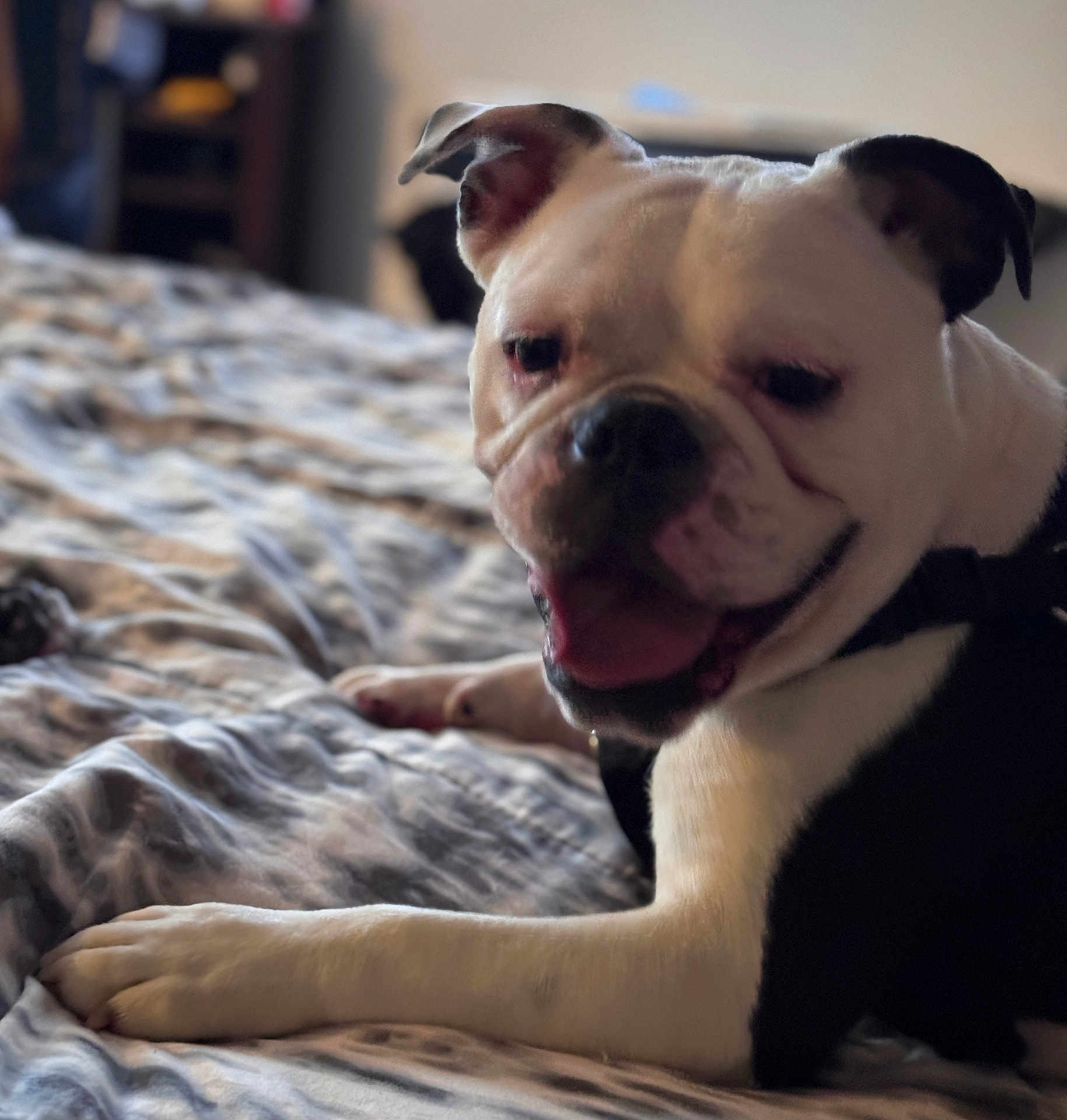 Lynden is registered to the contest to win money with this photo: dog, bulldog, pet, bed, blanket, indoor, animal, canine, lying_down, white, black, ears, tongue, fur, closeup, comfortable, resting, cute, portrait, domestic