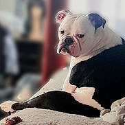 Lynden joined the competition — help win amazing prizes! dog, bulldog, black_and_white, pet, indoor, couch, relaxed, animal, canine, fur, laying_down, looking_back, portrait, companion, cute, domestic, household, blurred_background, resting, furniture