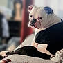 dog, bulldog, black_and_white, pet, indoor, couch, relaxed, animal, canine, fur, laying_down, looking_back, portrait, companion, cute, domestic, household, blurred_background, resting, furniture