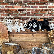 Judah Gracie Babies is registered to the contest to win money with this photo: adorable, animal, black_and_white, brick_wall, cream_colored, curious, cute, dogs, ears, fluffy, fur, group, outdoor, pets, playful, puppies, rocks, snout, wooden_fence, young